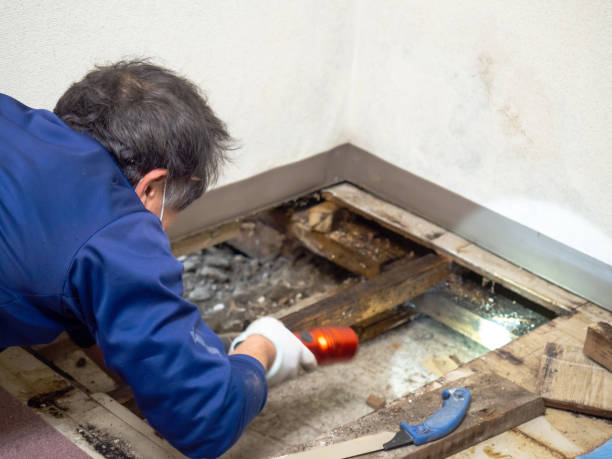 Best Mold Remediation Services  in Galena, KS