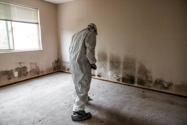 Best Mold Remediation  in Galena, KS