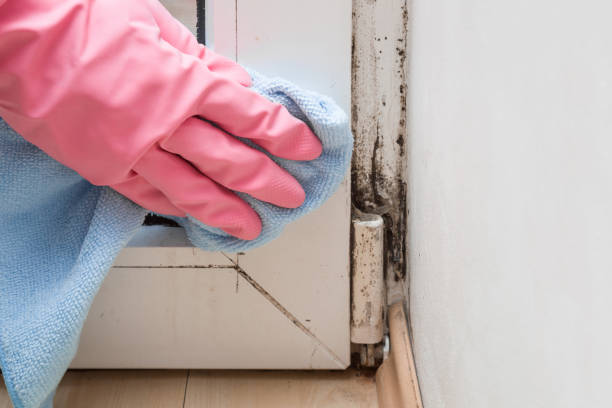 Attic Mold Removal in Galena, KS