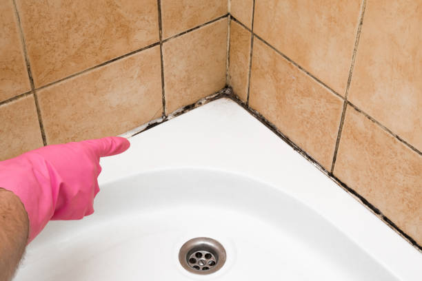 Best Attic Mold Removal  in Galena, KS